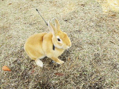 山下公園のうさぎ
